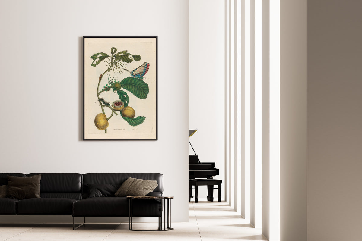 Framed art print of Metamorphosis of the Insects of Surinam: Marmelade doosjes Boom by Maria Sibylla Merian, on the wall of a minimal living room