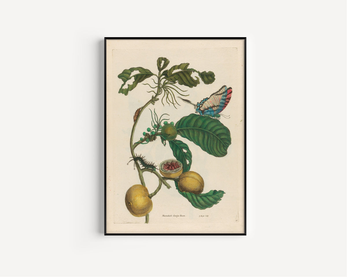 Framed art print of Metamorphosis of the Insects of Surinam: Marmelade doosjes Boom by Maria Sibylla Merian, in a slim black frame on a plain white wall