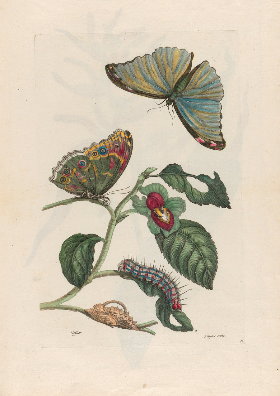 Maria Sibylla Merian — Metamorphosis of the Insects of Surinam: Neflier | Natural History Print shown to scale on a wall above a sofa
