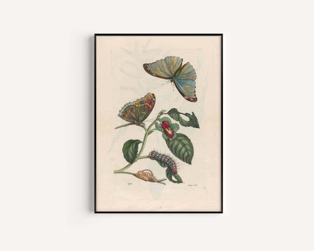 Framed art print of Metamorphosis of the Insects of Surinam: Neflier by Maria Sibylla Merian, in a slim black frame on a plain white wall