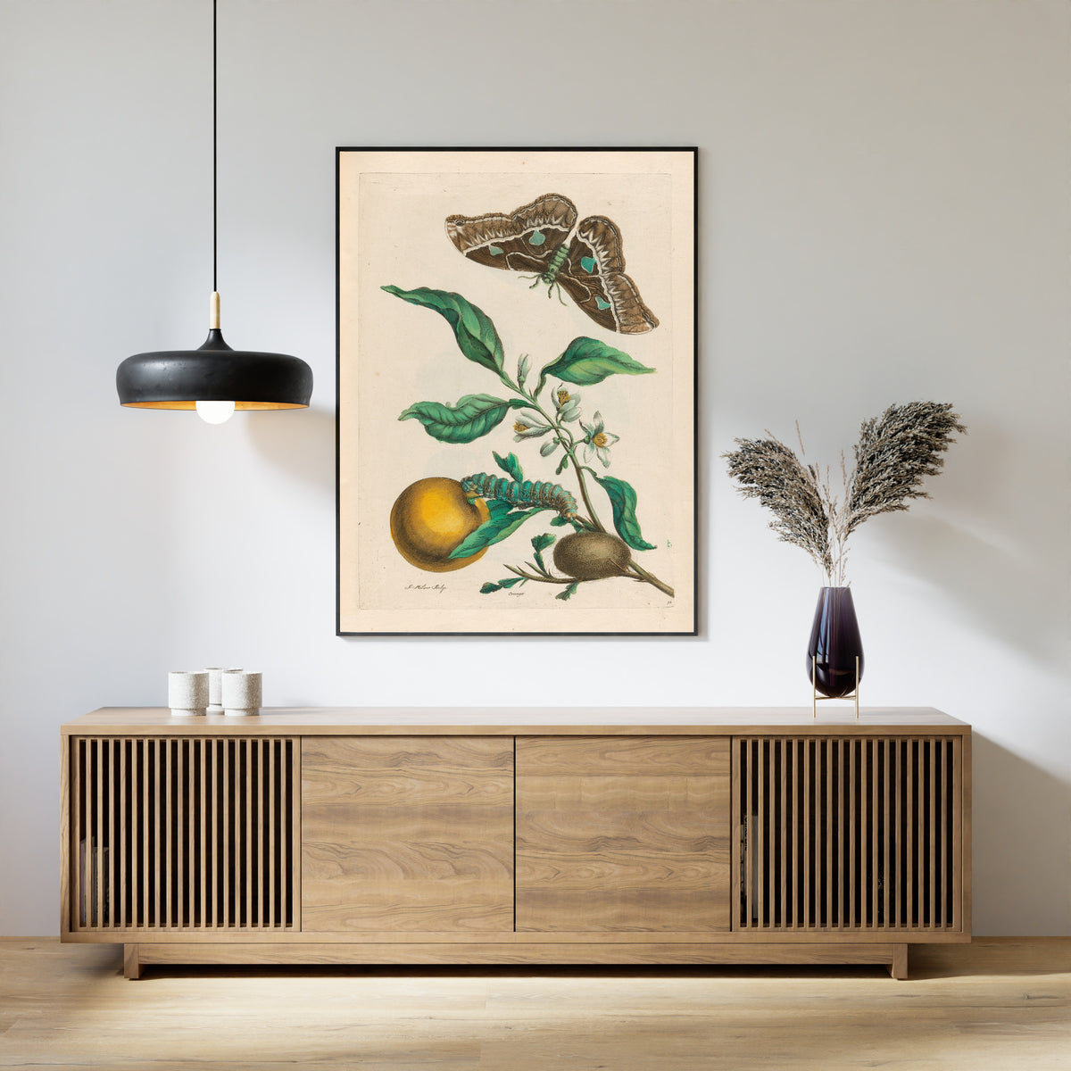 Framed art print of Metamorphosis of the Insects of Surinam: Oranger by Maria Sibylla Merian, above a slatted wood sideboard