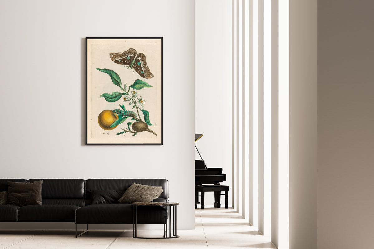 Framed art print of Metamorphosis of the Insects of Surinam: Oranger by Maria Sibylla Merian, on the wall of a minimal living room