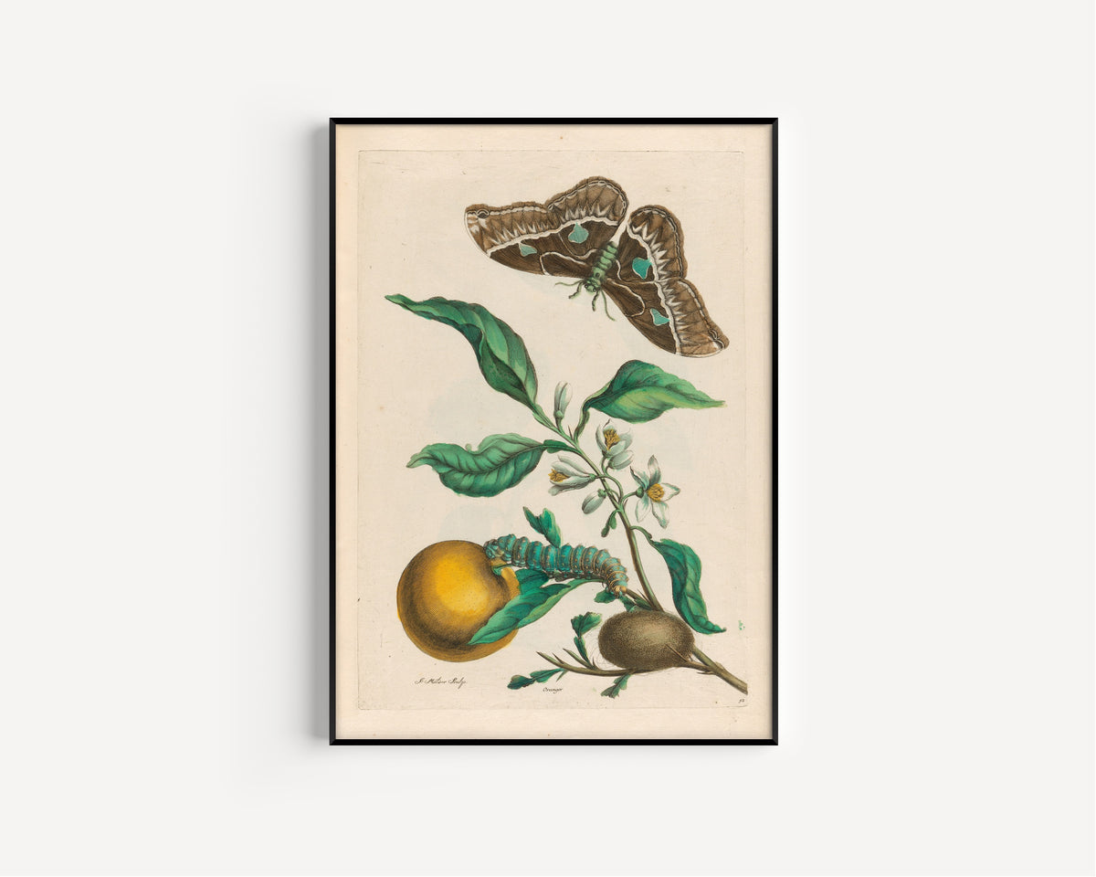 Framed art print of Metamorphosis of the Insects of Surinam: Oranger by Maria Sibylla Merian, in a slim black frame on a plain white wall