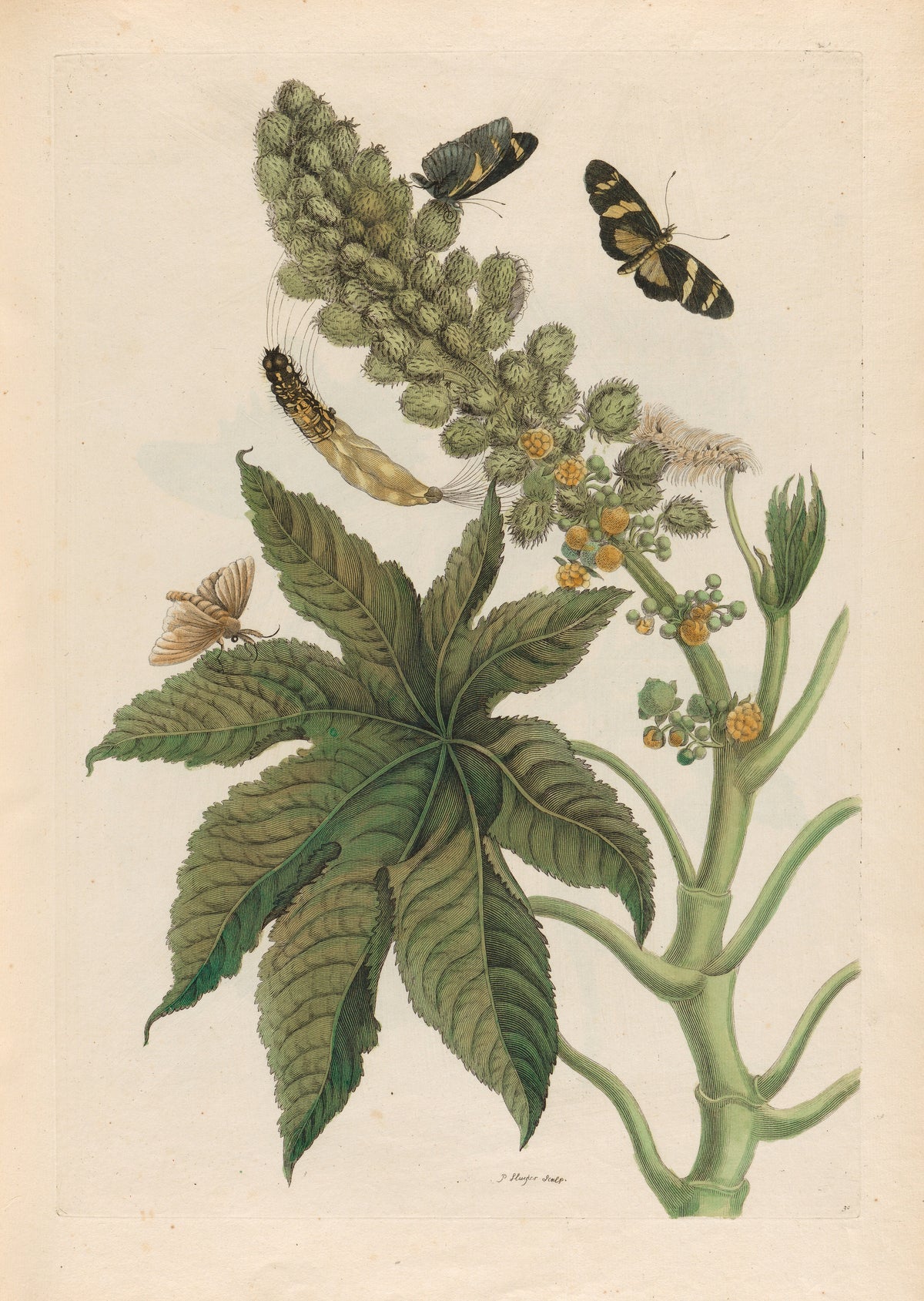 Metamorphosis of the Insects of Surinam: Palma Christi by Maria Sibylla Merian — A spiky seed spike, a fan-shaped leaf and two dark yellow-banded moths