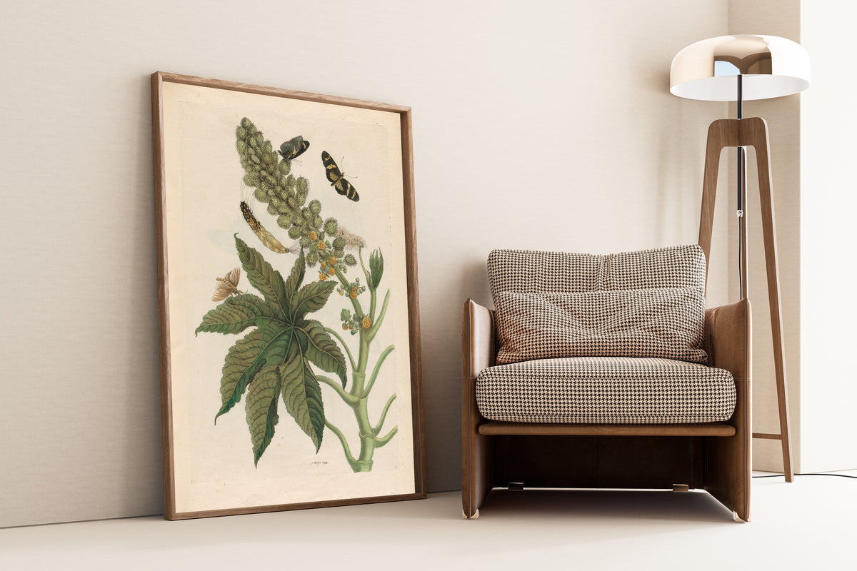 Framed art print of Metamorphosis of the Insects of Surinam: Palma Christi by Maria Sibylla Merian, leaning against a wall beside an armchair and a floor lamp