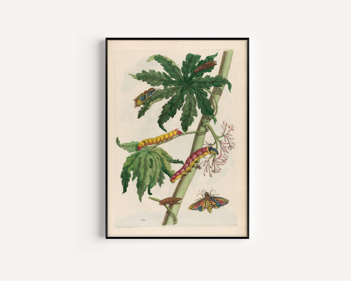 Framed art print of Metamorphosis of the Insects of Surinam: Papay by Maria Sibylla Merian, in a slim black frame on a plain white wall