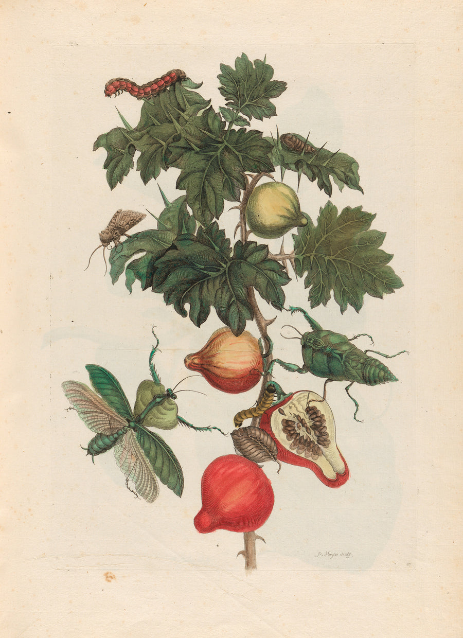 Maria Sibylla Merian — Metamorphosis of the Insects of Surinam: Pomme de Sodome | Natural History Print shown to scale on a wall above a sofa