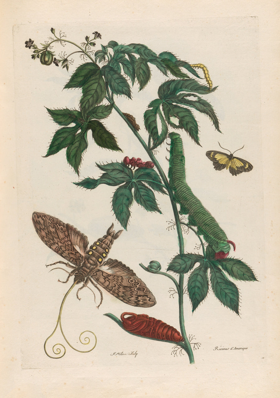 Maria Sibylla Merian — Metamorphosis of the Insects of Surinam: Ricinus d’Amerique | Natural History Print shown to scale on a wall above a sofa