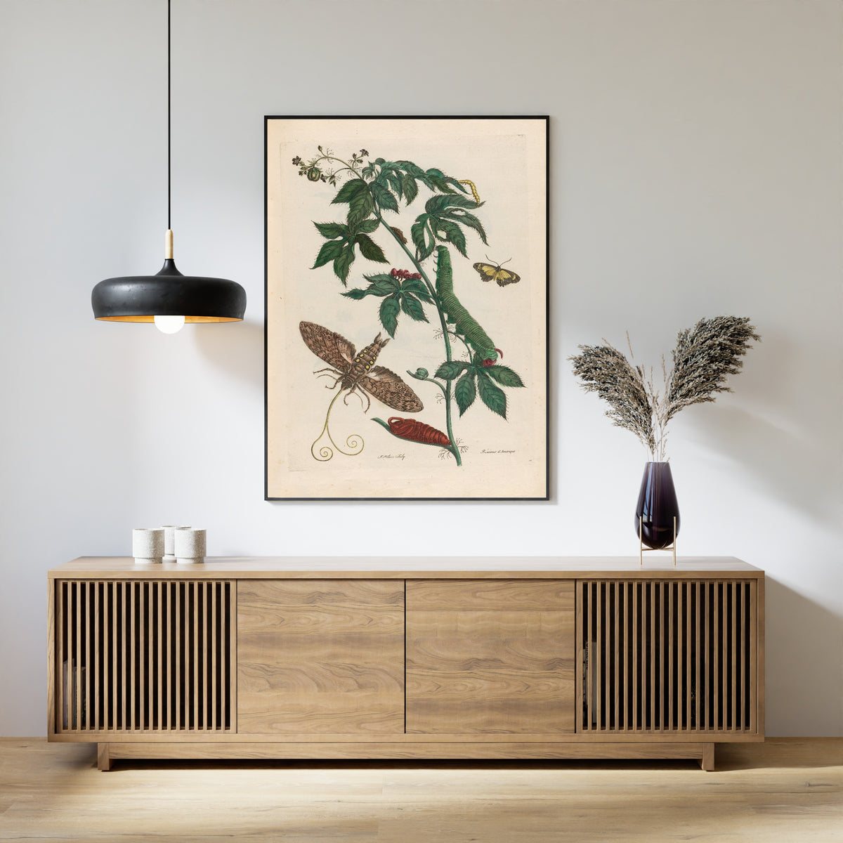 Framed art print of Metamorphosis of the Insects of Surinam: Ricinus d’Amerique by Maria Sibylla Merian, above a slatted wood sideboard