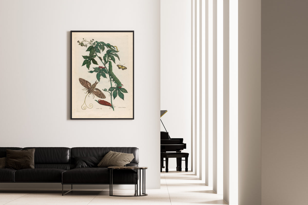 Framed art print of Metamorphosis of the Insects of Surinam: Ricinus d’Amerique by Maria Sibylla Merian, on the wall of a minimal living room
