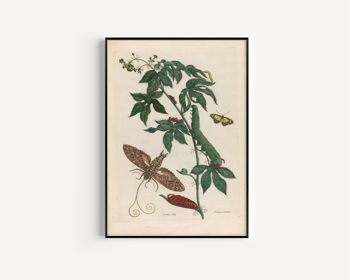 Framed art print of Metamorphosis of the Insects of Surinam: Ricinus d’Amerique by Maria Sibylla Merian, in a slim black frame on a plain white wall