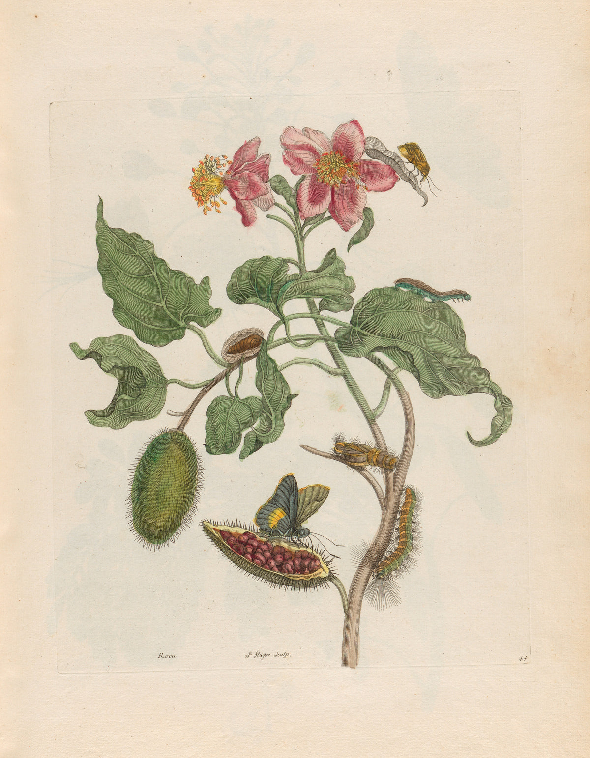 Metamorphosis of the Insects of Surinam: Rocu by Maria Sibylla Merian — Pink flowers over a split bristly pod of red seeds and a butterfly