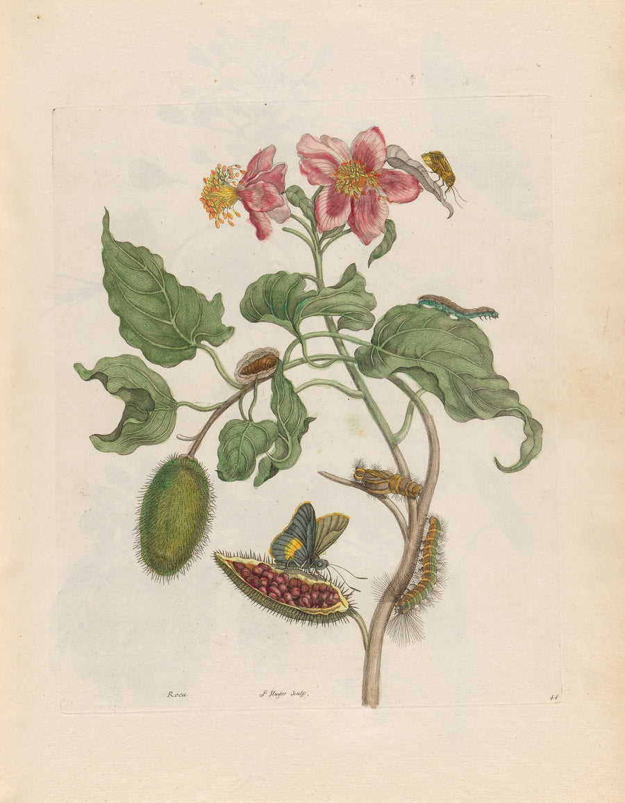 Maria Sibylla Merian — Metamorphosis of the Insects of Surinam: Rocu | Natural History Print shown to scale on a wall above a sofa