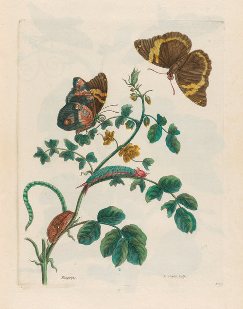 Metamorphosis of the Insects of Surinam: Slaaperljes by Maria Sibylla Merian — Two butterflies and a teal caterpillar on a yellow-flowered vine