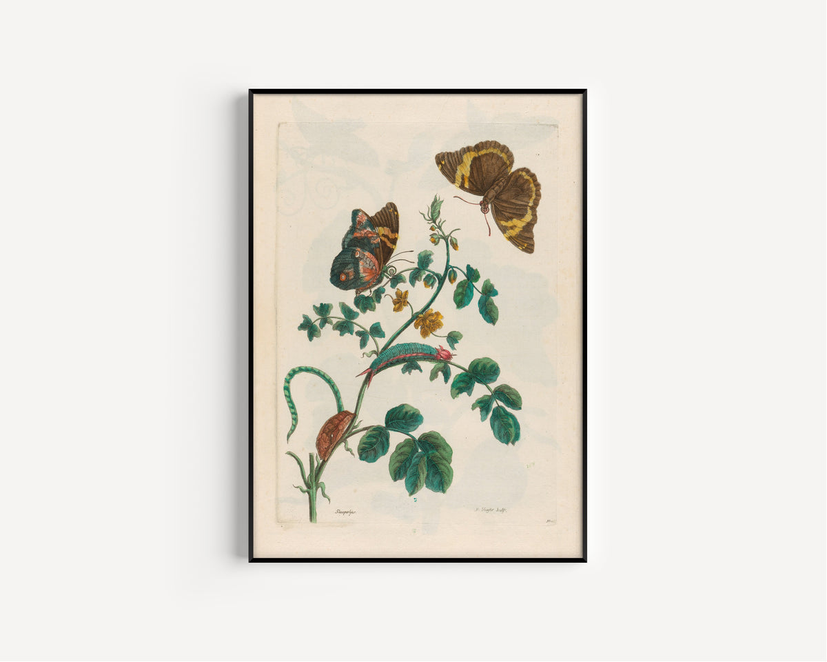 Framed art print of Metamorphosis of the Insects of Surinam: Slaaperljes by Maria Sibylla Merian, in a slim black frame on a plain white wall