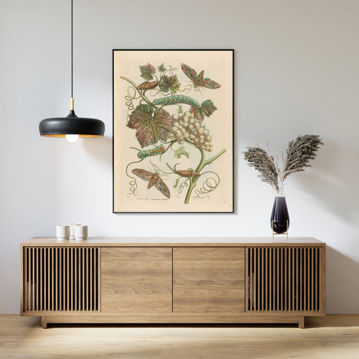 Framed art print of Metamorphosis of the Insects of Surinam: Vigne blanche d’Amerique by Maria Sibylla Merian, above a slatted wood sideboard