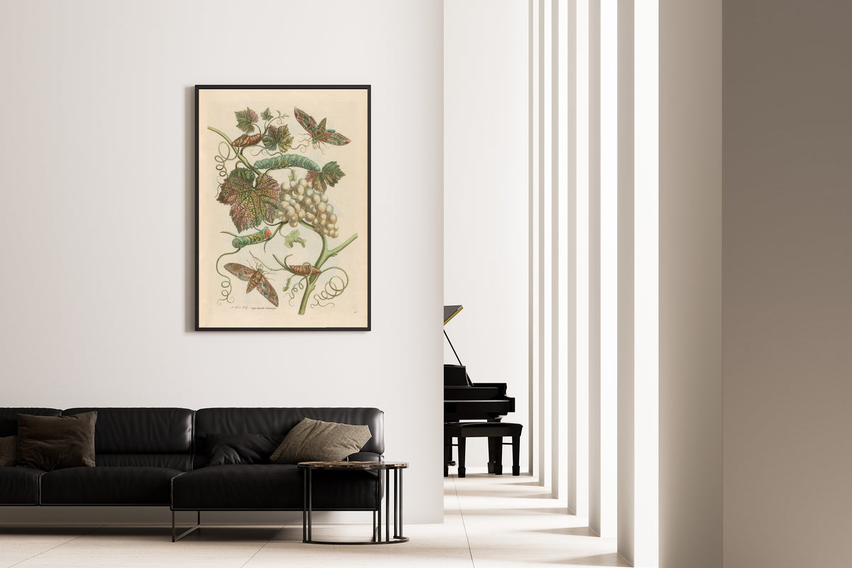 Framed art print of Metamorphosis of the Insects of Surinam: Vigne blanche d’Amerique by Maria Sibylla Merian, on the wall of a minimal living room