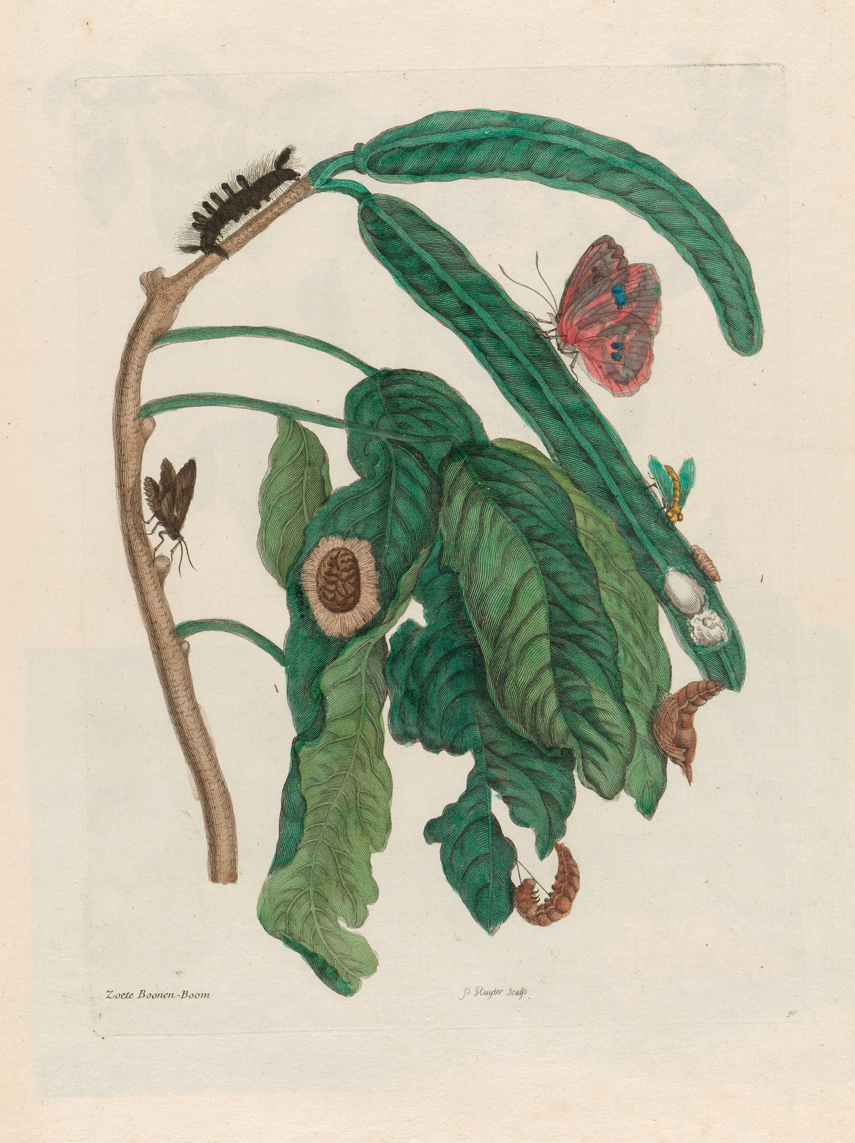 Metamorphosis of the Insects of Surinam: Zoete Boonen-Boom by Maria Sibylla Merian — Two long green pods, a red butterfly and a black hairy caterpillar