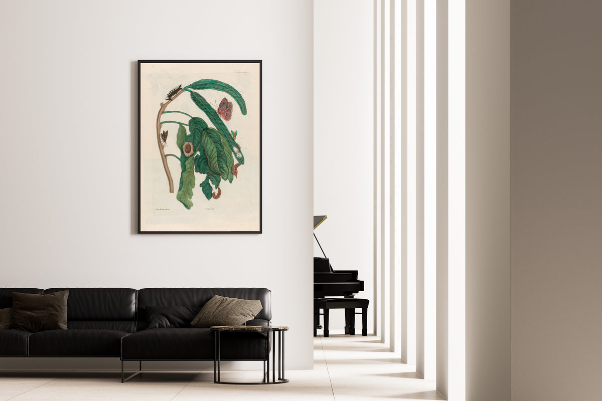 Framed art print of Metamorphosis of the Insects of Surinam: Zoete Boonen-Boom by Maria Sibylla Merian, on the wall of a minimal living room