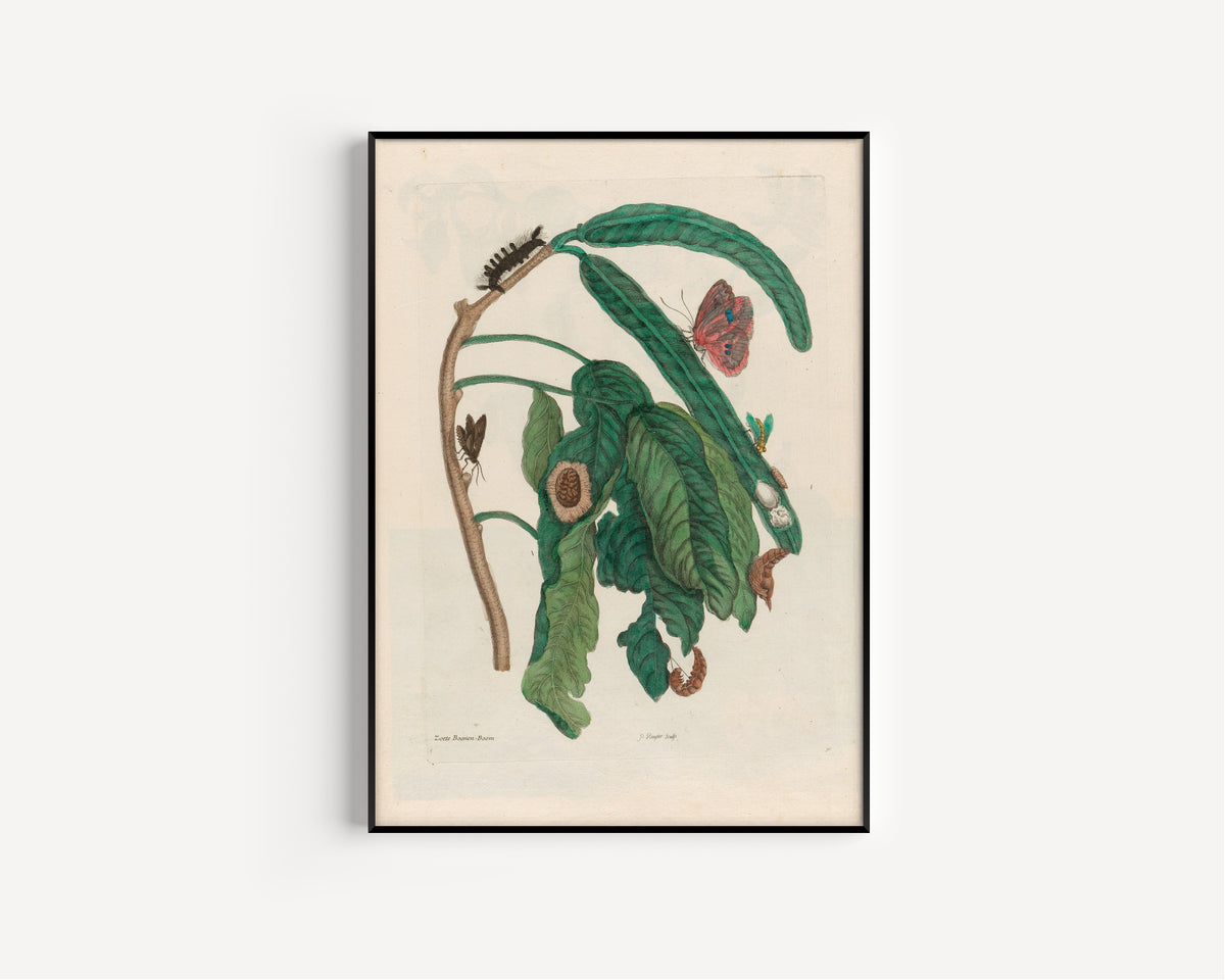 Maria Sibylla Merian — Metamorphosis of the Insects of Surinam: Zoete Boonen-Boom | Natural History Print