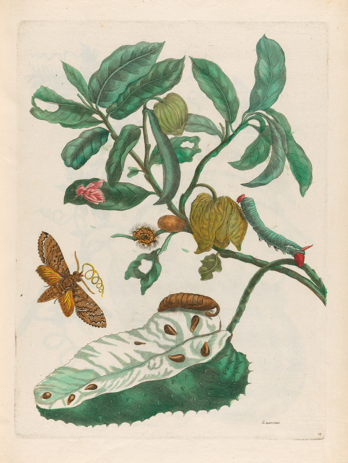 Metamorphosis of the Insects of Surinam: Zuursak by Maria Sibylla Merian — A split spiny fruit, a gold-tongued moth and a blue caterpillar