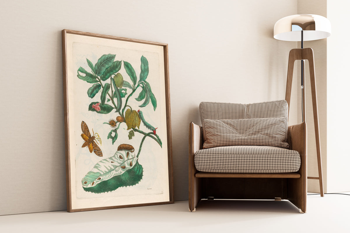 Framed art print of Metamorphosis of the Insects of Surinam: Zuursak by Maria Sibylla Merian, leaning against a wall beside an armchair and a floor lamp
