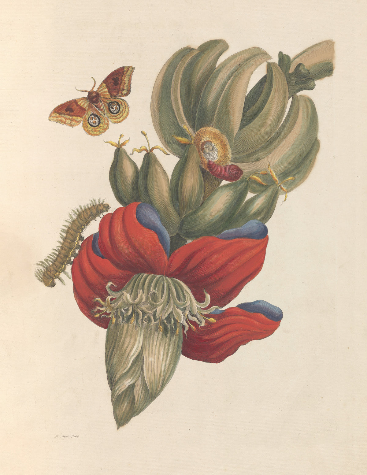 Maria Sibylla Merian — Metamorphosis of the Insects of Surinam, Plate 12: Banana | Natural History Print