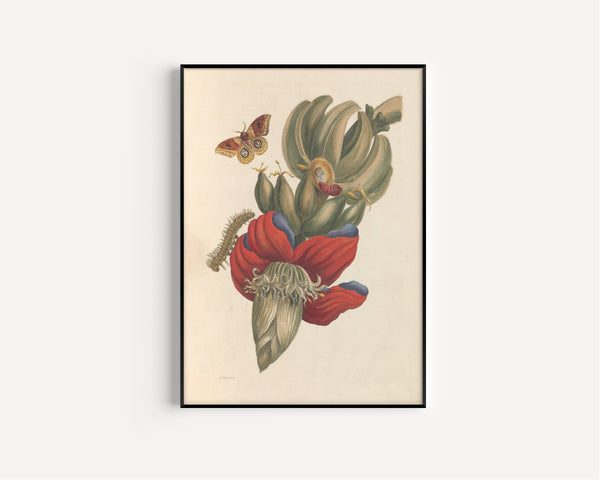 Maria Sibylla Merian — Metamorphosis of the Insects of Surinam, Plate 12: Banana | Natural History Print