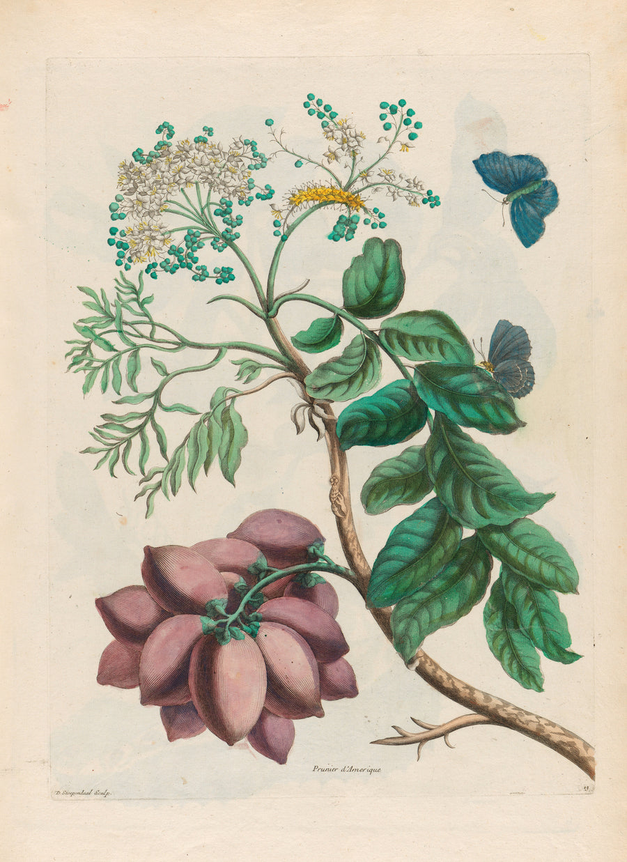 Maria Sibylla Merian — Metamorphosis of the Insects of Surinam, Plate 13: Prunier d'Amérique (American Plum) | Natural History Print shown to scale on a wall above a sofa