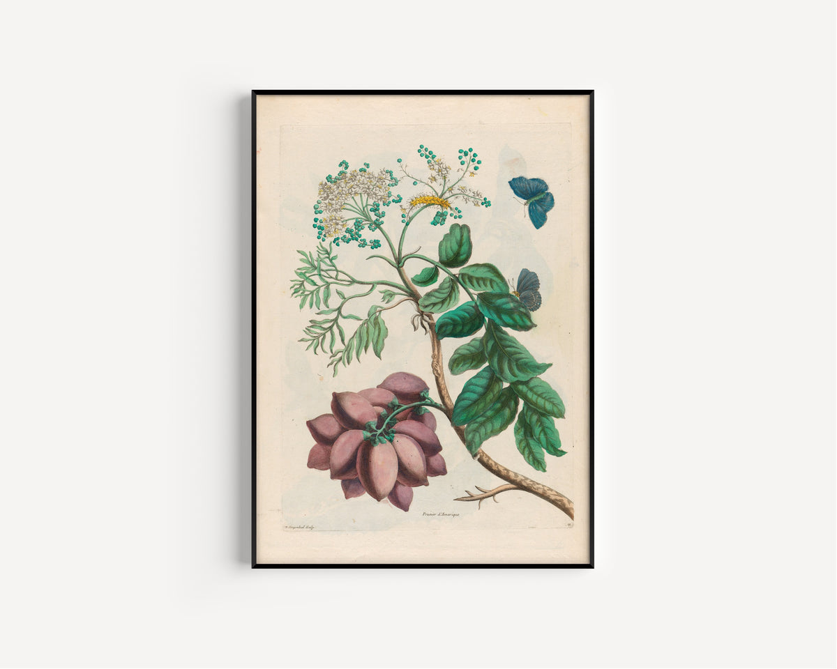 Maria Sibylla Merian — Metamorphosis of the Insects of Surinam, Plate 13: Prunier d'Amérique (American Plum) | Natural History Print