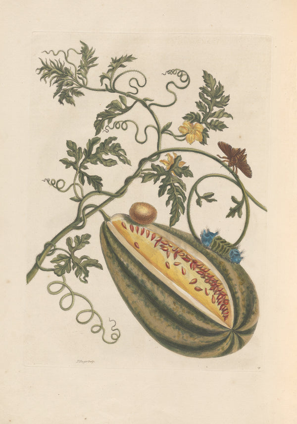 Maria Sibylla Merian — Metamorphosis of the Insects of Surinam, Plate 15: Watermelon, Moth and Caterpillar | Natural History Print