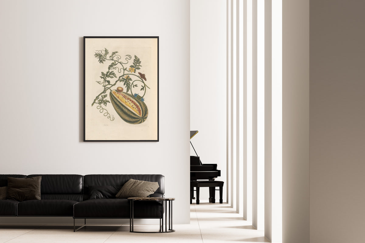 Maria Sibylla Merian — Metamorphosis of the Insects of Surinam, Plate 15: Watermelon, Moth and Caterpillar | Natural History Print