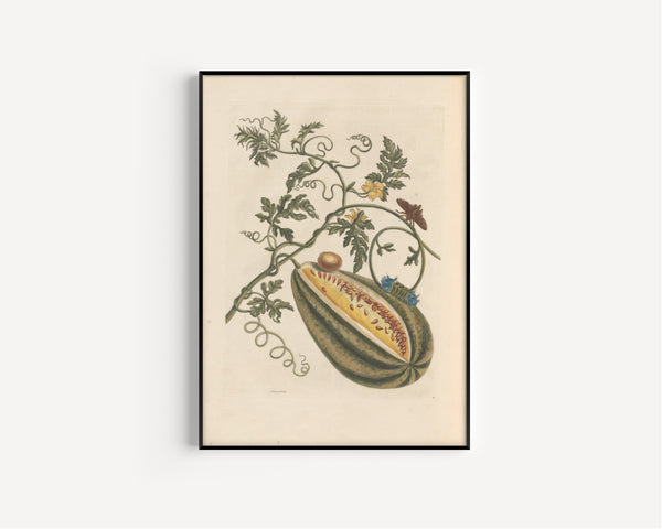 Maria Sibylla Merian — Metamorphosis of the Insects of Surinam, Plate 15: Watermelon, Moth and Caterpillar | Natural History Print