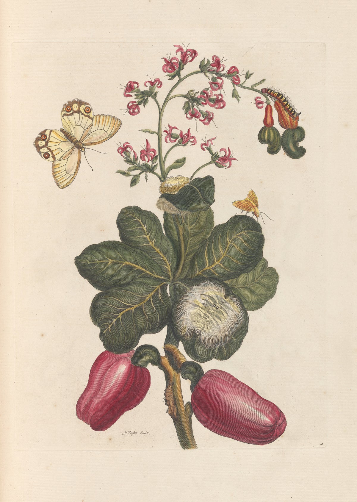 Maria Sibylla Merian — Metamorphosis of the Insects of Surinam, Plate 16: Cashew | Natural History Print