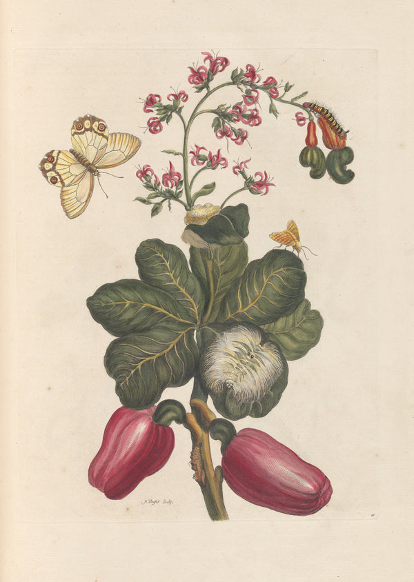 Maria Sibylla Merian — Metamorphosis of the Insects of Surinam, Plate 16: Cashew | Natural History Print