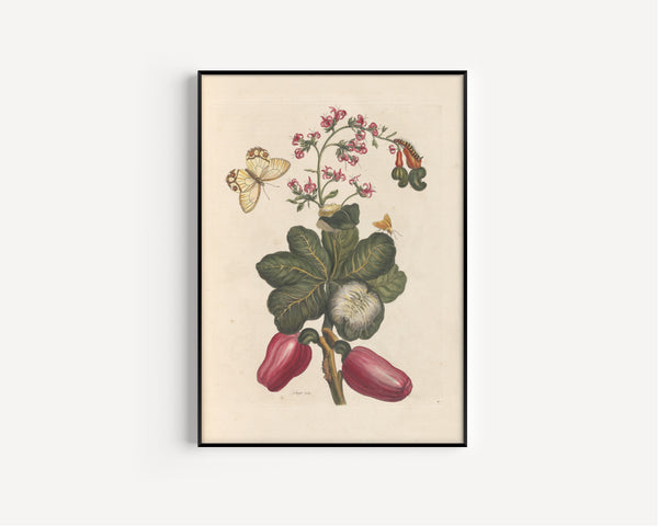 Maria Sibylla Merian — Metamorphosis of the Insects of Surinam, Plate 16: Cashew | Natural History Print