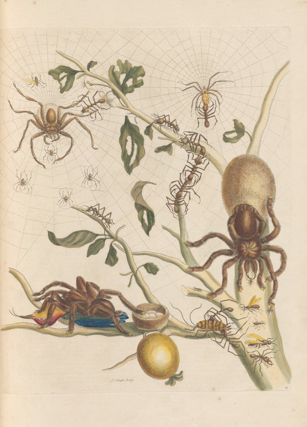 Maria Sibylla Merian — Metamorphosis of the Insects of Surinam, Plate 18: Spiders, Ants and Hummingbird | Natural History Print