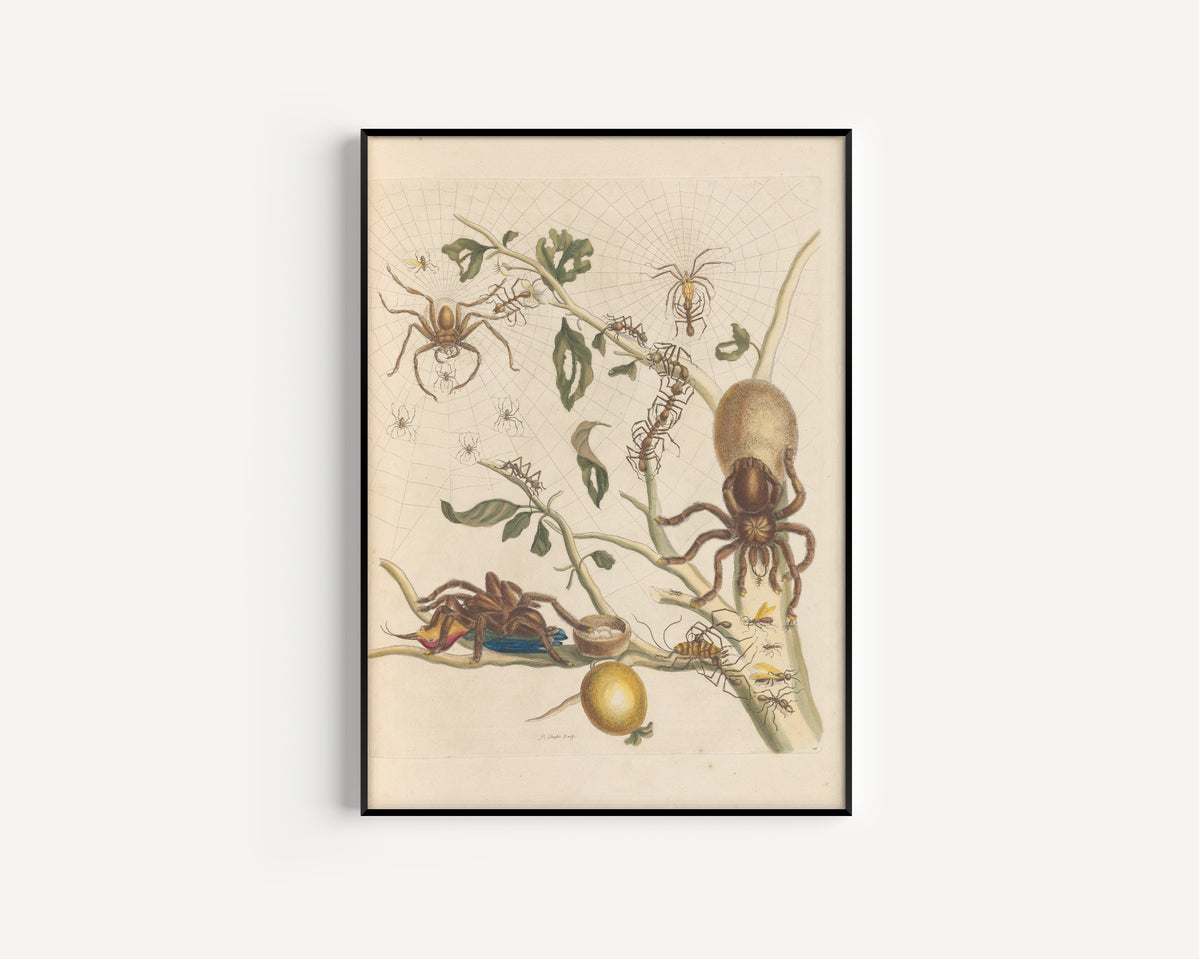 Maria Sibylla Merian — Metamorphosis of the Insects of Surinam, Plate 18: Spiders, Ants and Hummingbird | Natural History Print