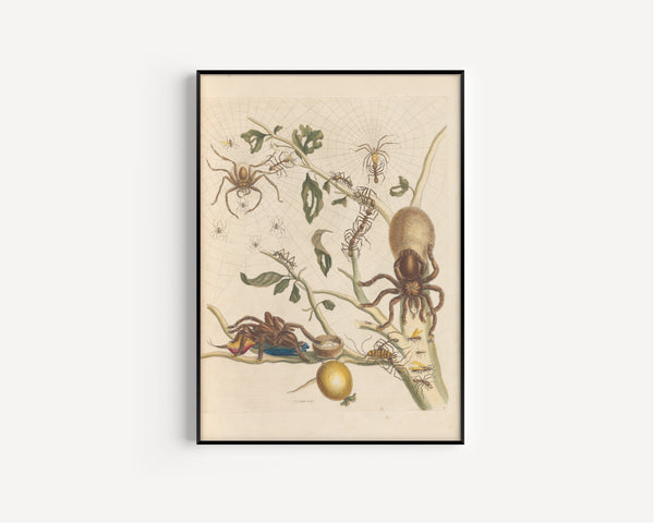 Maria Sibylla Merian — Metamorphosis of the Insects of Surinam, Plate 18: Spiders, Ants and Hummingbird | Natural History Print