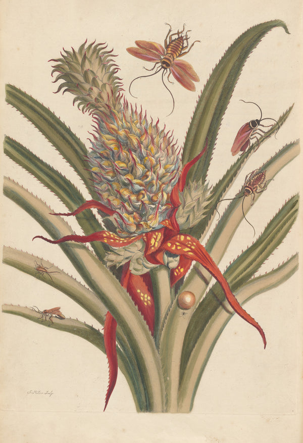 Maria Sibylla Merian — Metamorphosis of the Insects of Surinam, Plate 2: Pineapple and Cockroaches | Natural History Print
