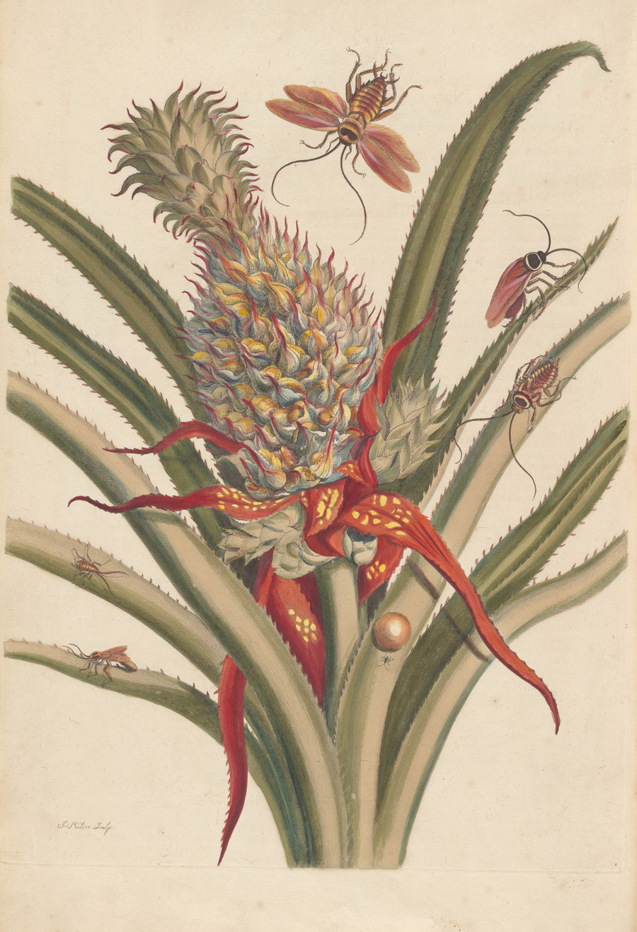Maria Sibylla Merian — Metamorphosis of the Insects of Surinam, Plate 2: Pineapple and Cockroaches | Natural History Print shown to scale on a wall above a sofa