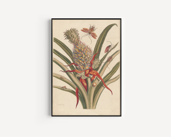 Maria Sibylla Merian — Metamorphosis of the Insects of Surinam, Plate 2: Pineapple and Cockroaches | Natural History Print