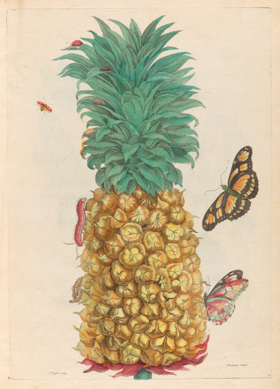 Maria Sibylla Merian — Metamorphosis of the Insects of Surinam, Plate 2: Ripe Pineapple with Butterflies | Natural History Print shown to scale on a wall above a sofa