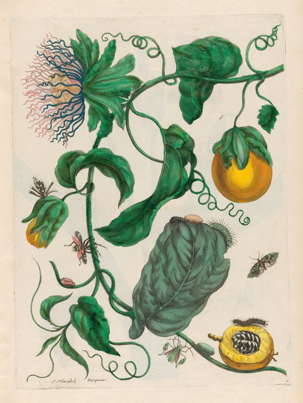 Maria Sibylla Merian — Metamorphosis of the Insects of Surinam, Plate 21: Marquiaas (Passion Flower) | Natural History Print