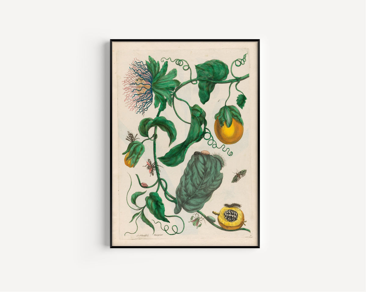 Maria Sibylla Merian — Metamorphosis of the Insects of Surinam, Plate 21: Marquiaas (Passion Flower) | Natural History Print