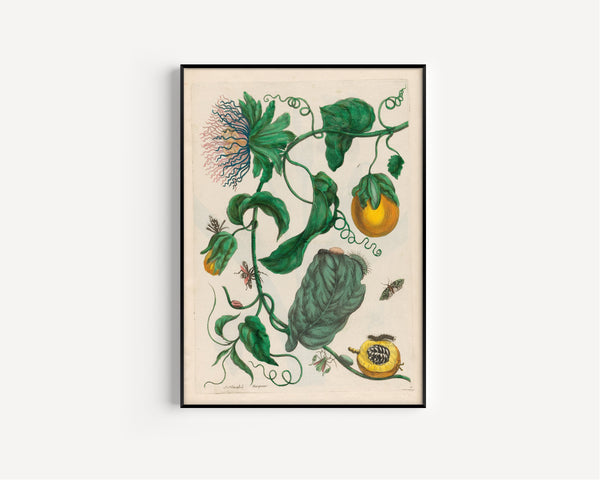 Maria Sibylla Merian — Metamorphosis of the Insects of Surinam, Plate 21: Marquiaas (Passion Flower) | Natural History Print