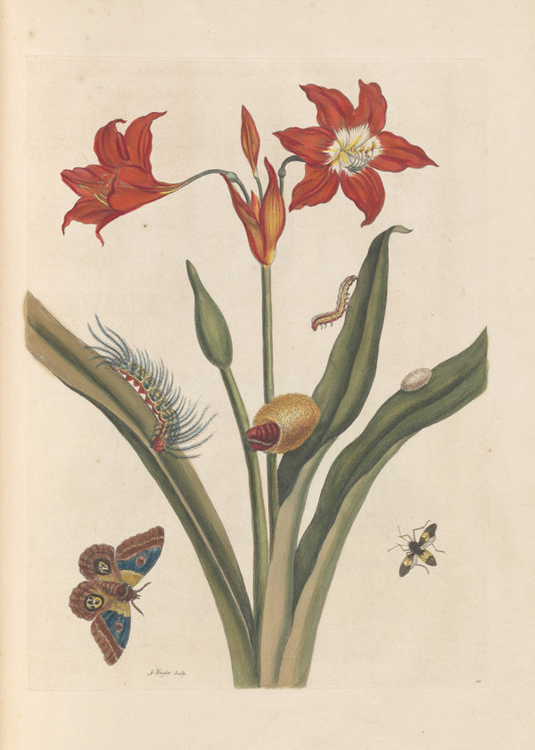 Maria Sibylla Merian — Metamorphosis of the Insects of Surinam, Plate 22: Red Lily and Moth | Natural History Print