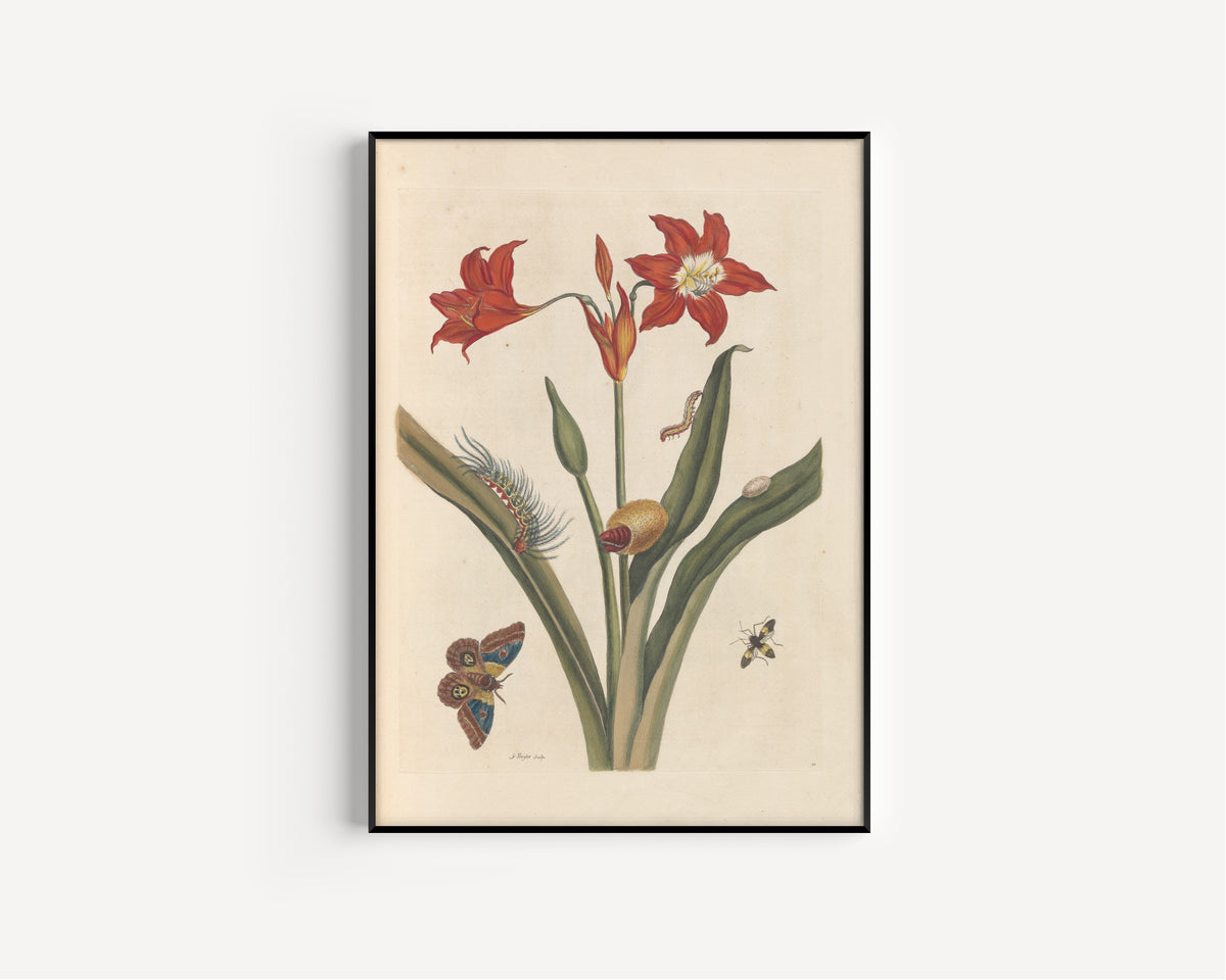 Maria Sibylla Merian — Metamorphosis of the Insects of Surinam, Plate 22: Red Lily and Moth | Natural History Print