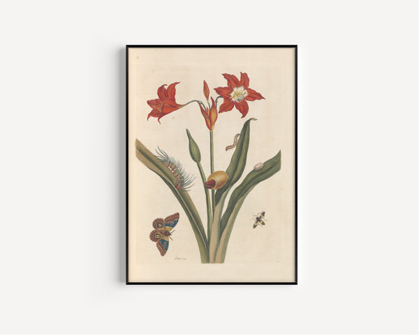 Maria Sibylla Merian — Metamorphosis of the Insects of Surinam, Plate 22: Red Lily and Moth | Natural History Print