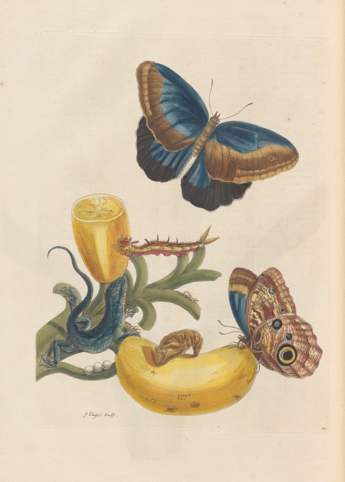 Maria Sibylla Merian — Metamorphosis of the Insects of Surinam, Plate 23: Banana with Butterflies and a Lizard | Natural History Print